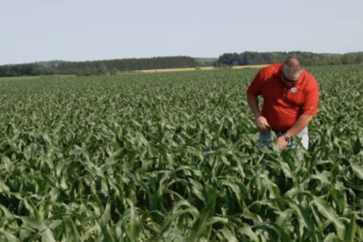 Making the most of plant tissue sampling - Fruit & Vegetable ...