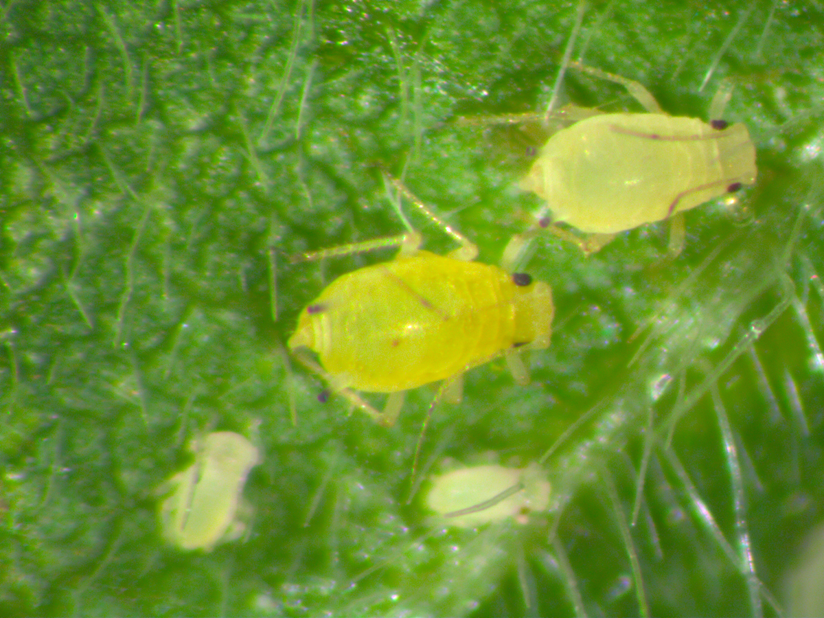 Sponsored: Aphids are pro-climate change - Fruit & Vegetable ...