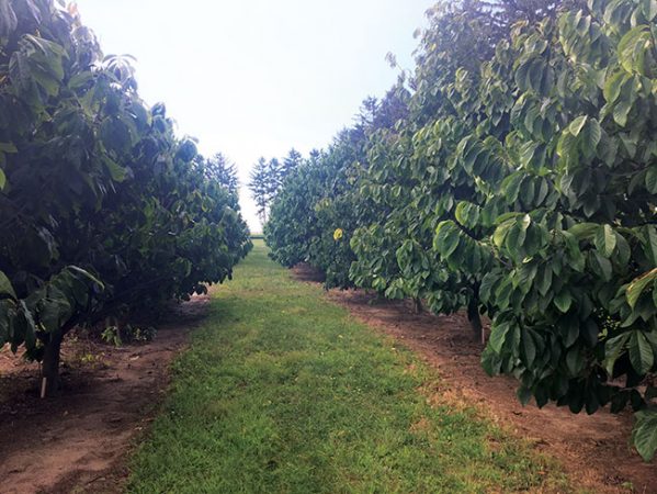 Seeds of opportunity: “Exotic” fruit has Ontario roots - Fruit ...