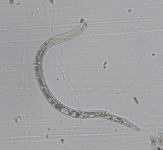 Getting To The Root Of Plant Parasitic Nematodes Fruit And Vegetable Magazinefruit And Vegetable